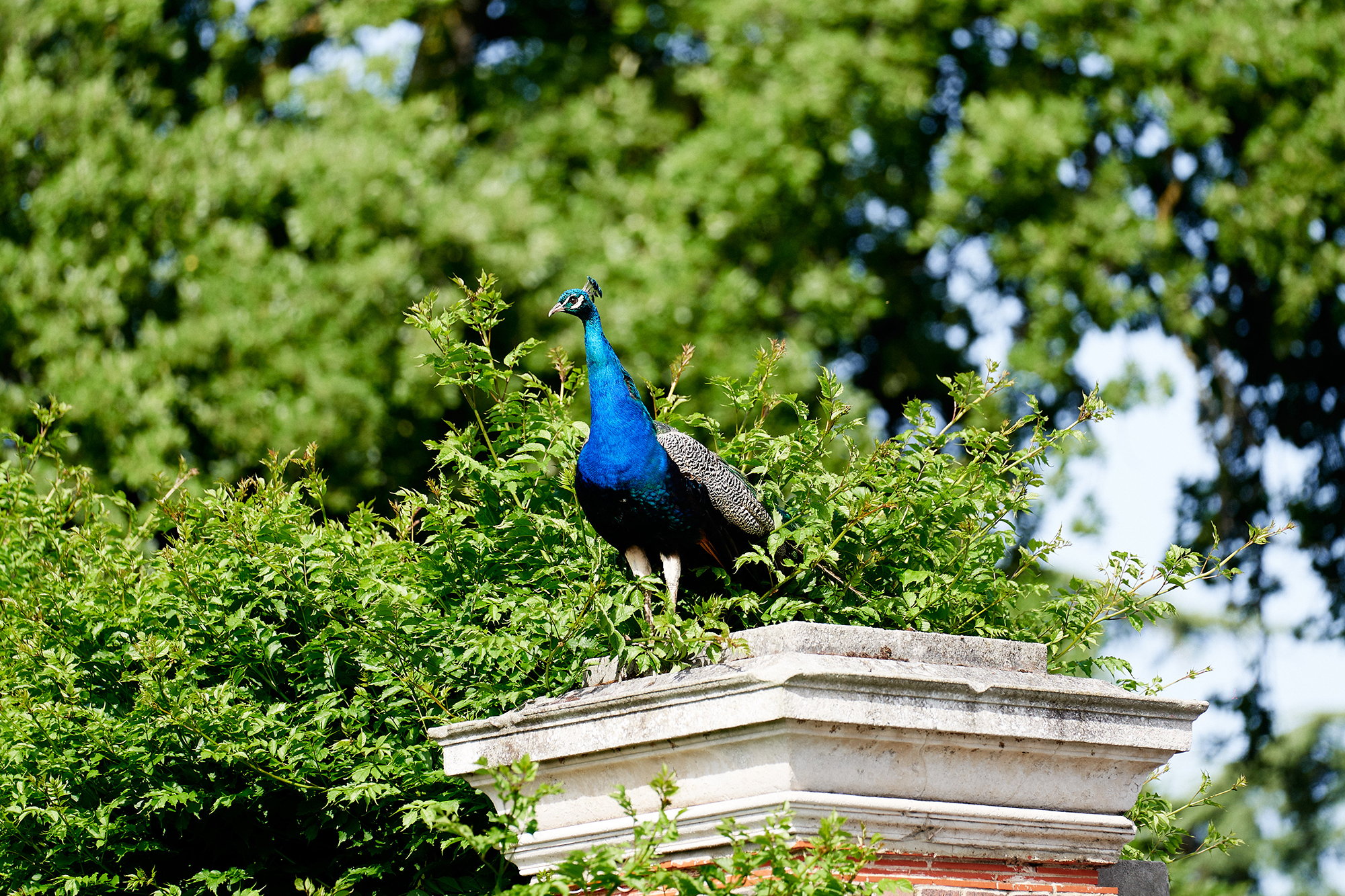 Hurlingham Tennis Friday DJ 00221 72Pip 2000Px EXTENSION