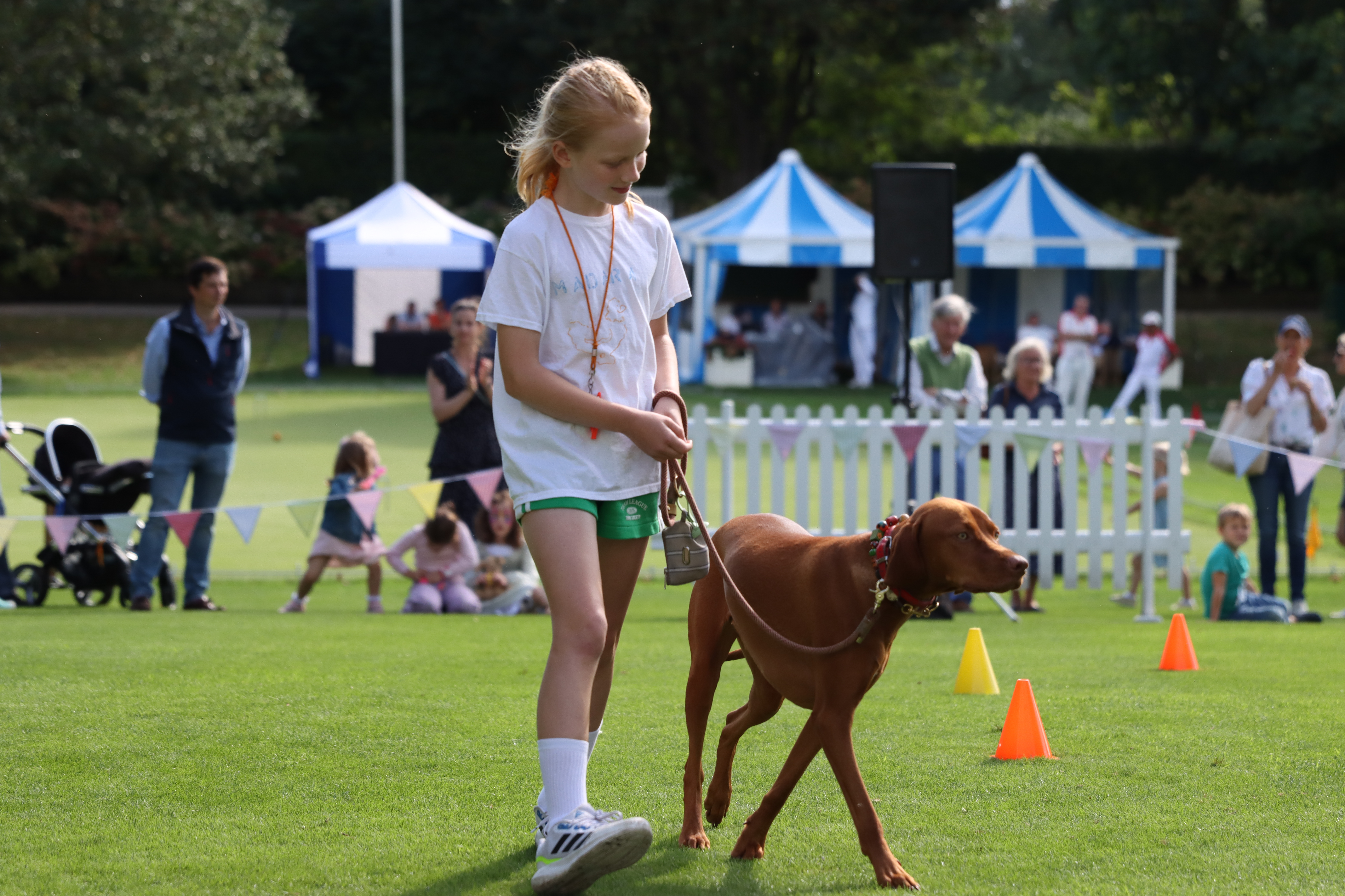 Red Lab Young Handler