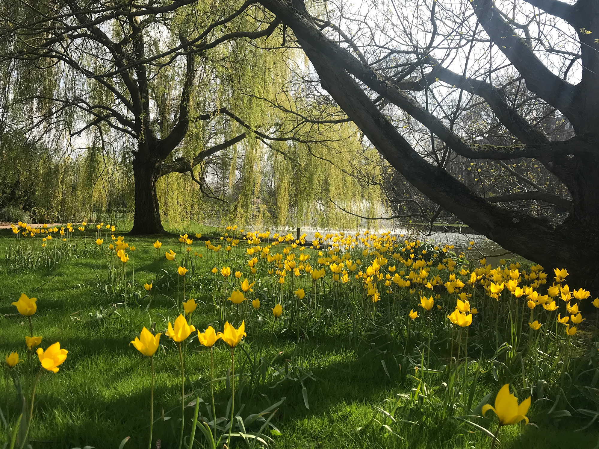 IMG 3477 72Pip 2000Px EXTENSION