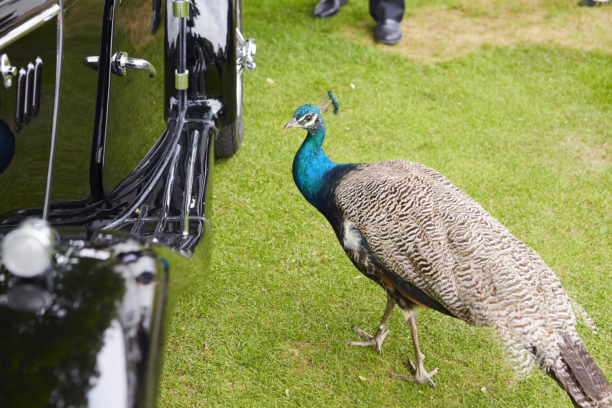 B5A4523 72Pip 2000Px EXTENSION