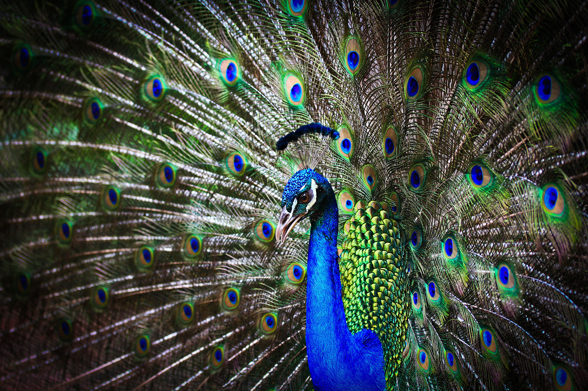 Shutterstock 1106300091 72Pip 2000Px EXTENSION